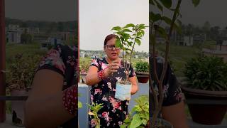 Poinsettia Plant Care in Summer shortsviral youtubeshorts gardening winterplantcare [upl. by Joellyn128]