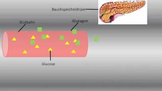 Regulation des Blutzuckerspiegels [upl. by Zebe]