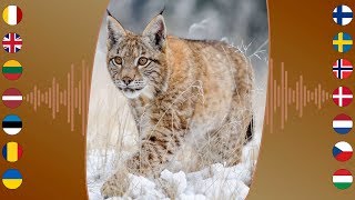 Mammal Sounds Eurasian Lynx [upl. by Zarla861]