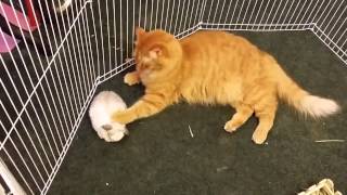 Un chat affectueux prend des lapins pour des chatons [upl. by Sorvats904]