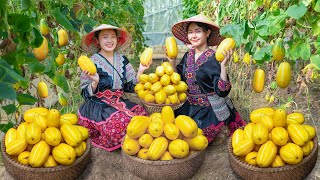 Harvesting Cantaloupes to Sell at the Market  Cooking  Daily Life  Bếp Trên Bản [upl. by Ecyned]