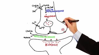 Pharmacology  CHOLINERGIC DRUGS MADE EASY [upl. by Geraint]