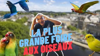 la plus grosse foire aux oiseaux [upl. by Atsirtal944]