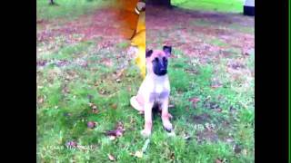 Malinois And bouledogue anglais [upl. by Vail]