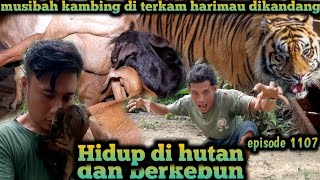 musibah kambing di terkam harimau di dalam kandang warta petani muda hidup di hutan [upl. by Attiuqaj]