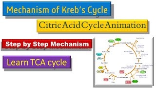 Mechanism of Krebs Cycle Through Animation [upl. by Care]