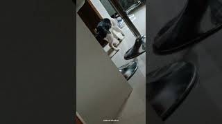 limping cat cats catvideos catvideos catlover cutepet [upl. by Anastasie737]