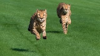 Houston Zoo Cheetahs Run at Sam Houston Race Park [upl. by Ramak845]