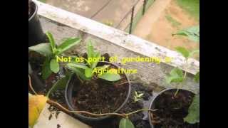 Mandevilla Propogation  Simple amp Successful [upl. by Lisan449]