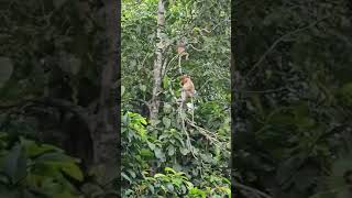 Proboscis monkey amazingborneo wildlife [upl. by Rubliw]