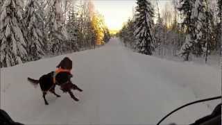 Very happy Irish Setter doing front flips [upl. by Marshall]