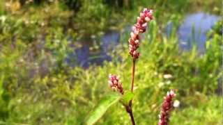 Redshank Persicaria Maculosa  Persicaria  20120626 [upl. by Cardinal85]