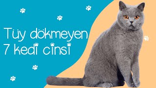 Tüy Dökmeyen 7 Kedi Cinsi [upl. by Amory]