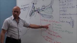 Trigeminal System  Neuroanatomy [upl. by Fenton]