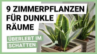 9 Zimmerpflanzen für dunkle Räume [upl. by Enneillij]