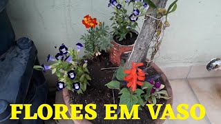 COMO PLANTAR SÁLVIA VERMELHA FLORES [upl. by Meg]