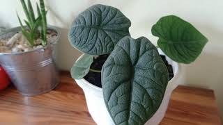 Alocasia Melo  Rugosa  Maharani Indoor House Plant Care Tips [upl. by Roobbie]