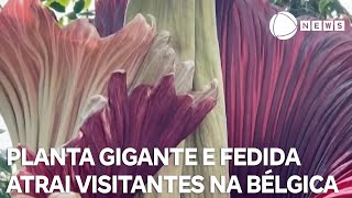 Planta gigante e fedida atrai visitantes na Bélgica [upl. by Hanley]