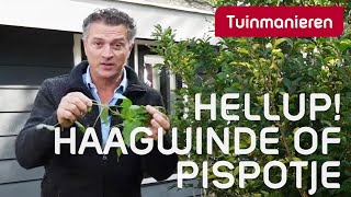 Wat doe je aan de Haagwinde of pispotje  Tuinmanieren [upl. by Lilah]