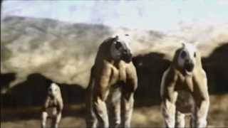 HD Walking With Beasts Opening Titles 2001 [upl. by Nehtan]