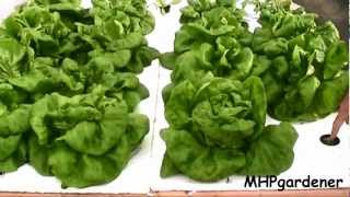 Easy Hydroponics  Anybody Can Do This [upl. by Esta]