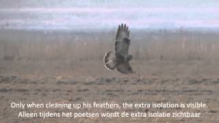 Slowmotion Roughlegged Buzzard  Ruigpootbuizerd Buteo Lagopus [upl. by Nanyk]