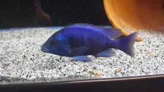 Placidochromis Gissel Breeder Male [upl. by Huberman]