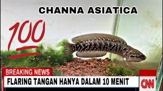 CARA CEPAT CHANNA ASIATICA WS AKTIF DAN FLARING TANGAN channaasiatica cara tutorial [upl. by Dominica]