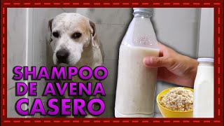 ¡Pelo brillante y piel sana Descubre cómo hacer shampoo de avena para tu mascota [upl. by Drahcir669]