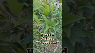 Hybrid Sapodilla Fruiting chiku fruit fruitgarden fruitg [upl. by Elamor]