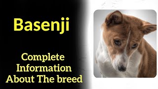 Basenji Pros and Cons Price How to choose Facts Care History [upl. by Ytteb]