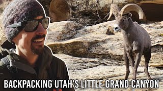 Chased by a Bighorn Sheep  Backpacking the Little Grand Canyon [upl. by Suoivatnod]