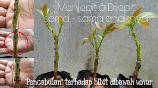 3 Gaya Sambung Pucuk Alpukat Paling Efektif amp Popular  Grafting Avocado [upl. by Artekal]