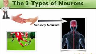 An Introduction to Neurons  BioVid Eisode 2 [upl. by Marchak]