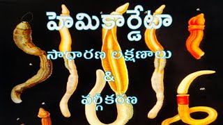 HemiChordata General characters amp Classification హెమికార్డేటా సాధారణ లక్షణాలు amp వర్గీకరణ [upl. by Silvanus]