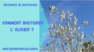 Comment bouturer lolivier Olea europaea   Monjardindansleslandes [upl. by Gershom]