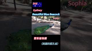 雪梨植物園（美麗的藍孔雀）Sydney Botanic Gardens beautiful blue peacock [upl. by Ylevol324]