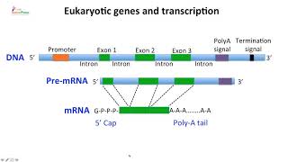 Cloning vectors for prokaryotes and eukaryotes [upl. by Asiat]