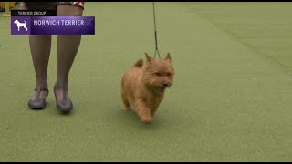 Norwich Terriers Breed Judging 2023 [upl. by Thomas]