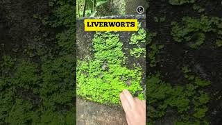 Lets Learn About the Bryophytes Around Us 🔥🔥 Shorts PWKannada [upl. by Ailegave705]