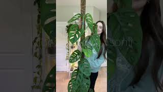 Monstera Adansonii Moss Pole [upl. by Saimon]