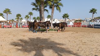 3°×Dia del Segundo Ciclo Carreras de Caballos [upl. by Ydda]