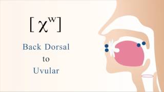 χʷ  longx unvoiced labialized dorsal uvular non sibilant fricative [upl. by Etta]