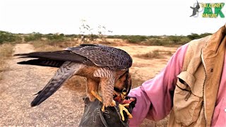 Free Flying a Shaheen Falcon  Male Shaheen Training by Ismail Bhai 2020 [upl. by Leaj]