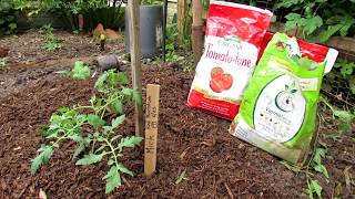 Gardening 101 Ep9 All the Steps for Planting a Tomato  Hole Depth Amendments Fertilizer amp Mick [upl. by Einehpets]