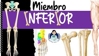 Miembro Inferior ‐ Fácil y didáctico [upl. by Berman]