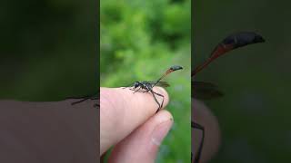 Ammophila procera Dahlbom nature animals donttryathome [upl. by Eiramnna]