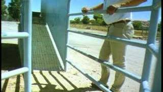 Cattle Handling Tips  Facilities [upl. by Darin]