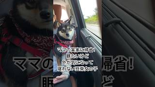 【豆柴女の子の日常】慣れない車でウトウトする可愛いwww shorts 豆柴 子犬犬好きと繋がりたい 夫婦ふたり暮らしmameshiba [upl. by Teodoro856]