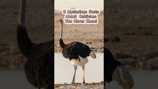 3 Mysterious Facts About Ostriches You Never Knewshorts animals facts animalworld [upl. by Myrle]